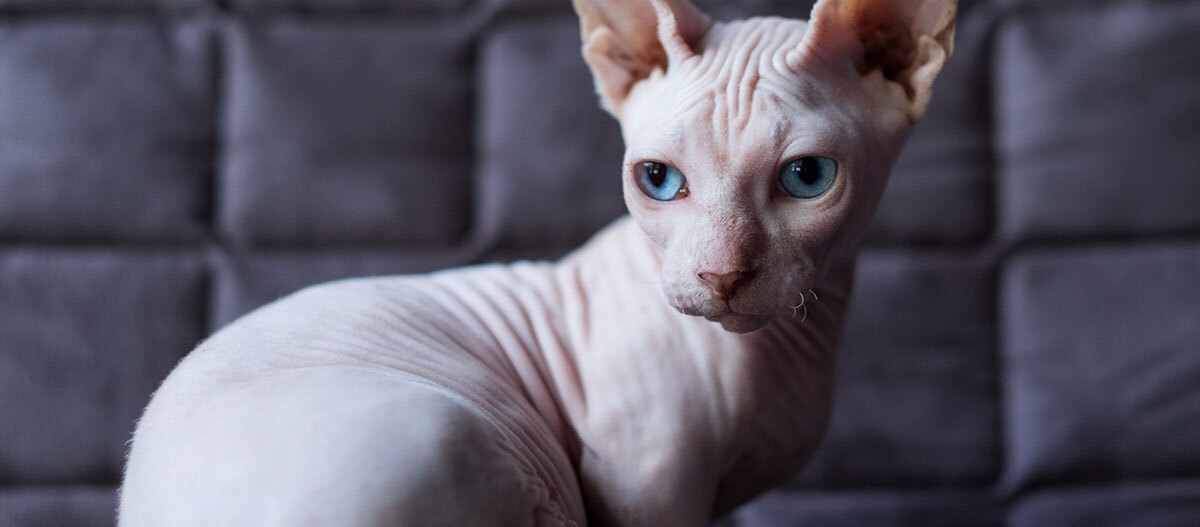 Eine Sphynx-Katze sitzt auf dem Sofa Une Sphynx sans poil assise sur le canapé.