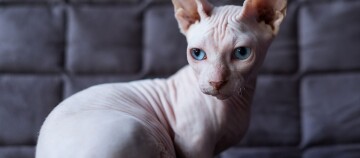 Une Sphynx sans poil assise sur le canapé.