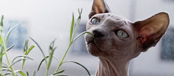 Une Sphynx sans poil renifle une plante.