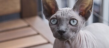 Eine Sphynx-Katze mit blauen Augen