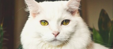 Eine Nahaufnahme einer Türkischen Angora.