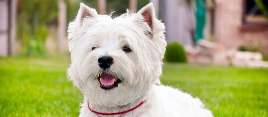 Nahaufnahme eines West Highland White Terrier.