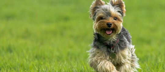 Ein Yorkshire Terrier rennt über eine Wiese