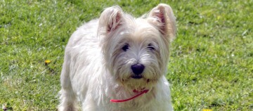 Ein Hund schaut direkt in die Kamera