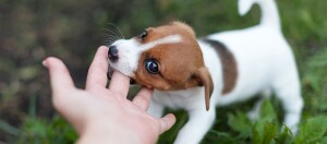 Welpe beißt in einen Finger.