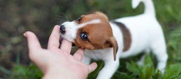Welpe beißt in einen Finger.