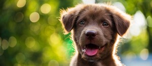 Brauner Welpe schaut neugierig