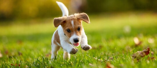 Ein Welpe rennt über eine Wiese.