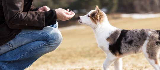 Ein Besitzer trainiert mit seinem Welpen Kommandos