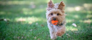 Ein Welpe spielt mit einem Ball