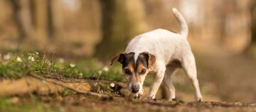 Ein Hund auf Erkundungstour durch den Wald