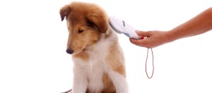 Einem Collie Junghund wird der Chip am Nacken ausgelesen mit einem Chiplesegerät