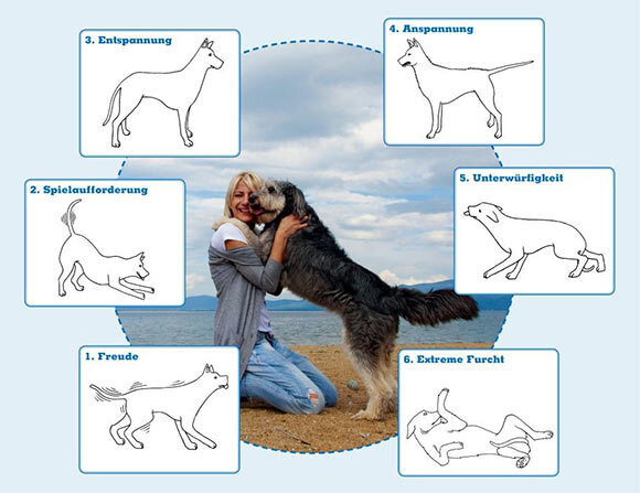 15-Grafik-K-rpersprache-Hund Körpersprache Hund