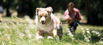 Australian Shepherd Hund rennt über eine grüne Wiese einem Spielzeug hinterher