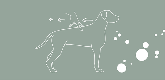 Hundesenioren-Hundebkleidung-18- Grafik zur Massage beim Hund.