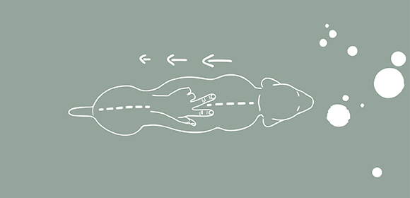 Hundesenioren-Hundebkleidung-22- Grafik zur Massage beim Hund.