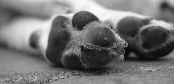 Hundetod_580x280 Hundetod schwarz weiß