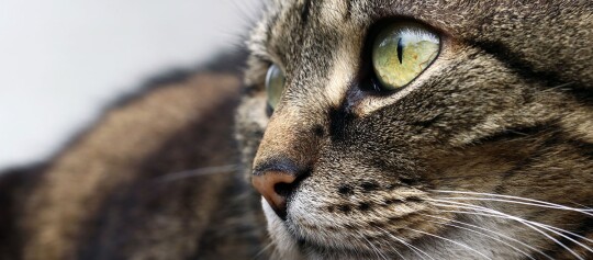 Nahaufnahme einer getigerten Katze mit gelben Augen