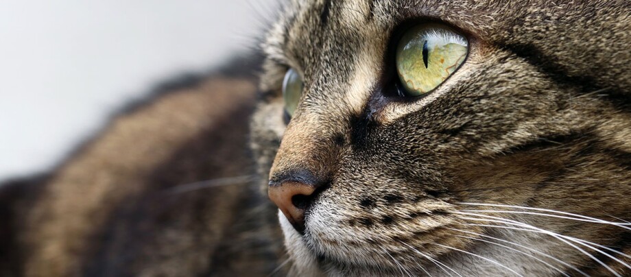 Nahaufnahme einer getigerten Katze mit gelben Augen Nahaufnahme einer getigerten Katze mit gelben Augen