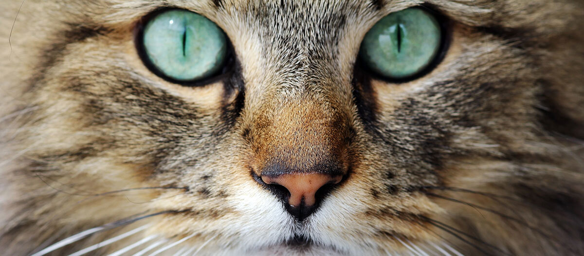 Nahaufnahme einer getigerten Katze mit grünen Augen Nahaufnahme einer getigerten Katze mit grünen Augen