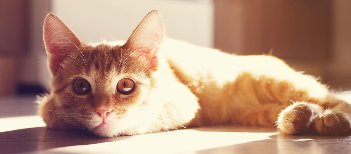 Eine rötlich getigerte Katze liegt in der Sonne auf dem Boden Eine rötlich getigerte Katze liegt in der Sonne auf dem Boden