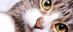 Nahaufnahme einer getigerten Katze