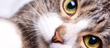 Nahaufnahme einer getigerten Katze