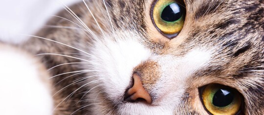 Nahaufnahme einer getigerten Katze