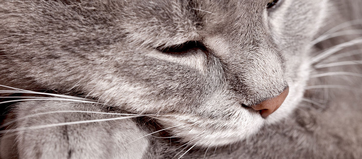 Nahaufnahme einer grauen Katze die fast schläft Nahaufnahme einer grauen Katze die fast schläft