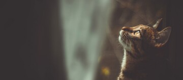 Eine Katze schaut nach oben