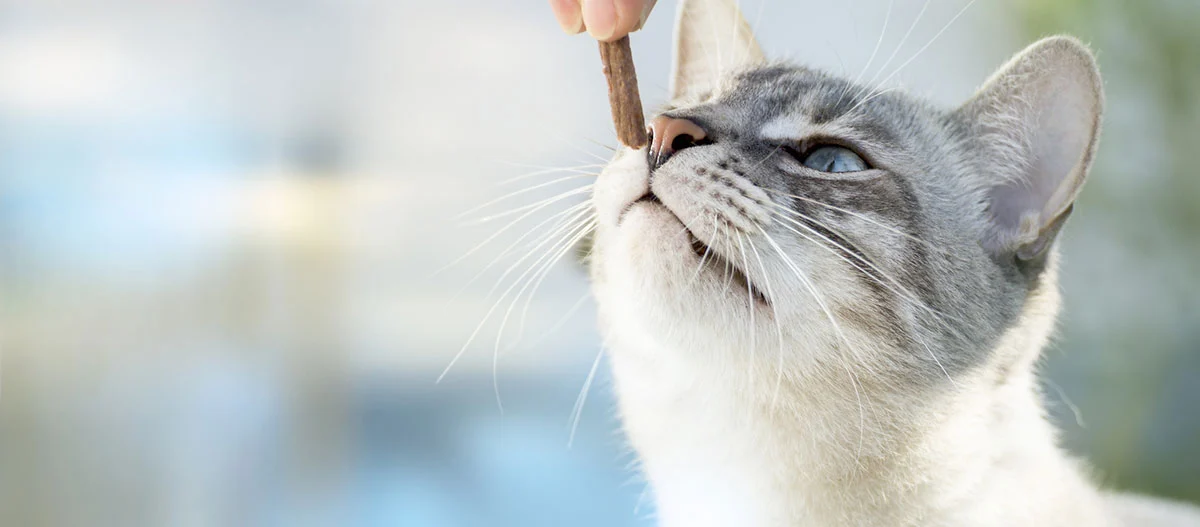 Eine Katze schnuppert an einem Leckerli