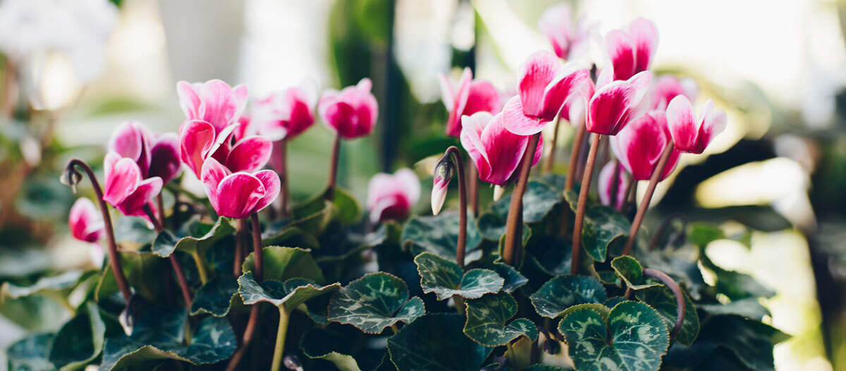 Ratgeber Katze Gesundheit Blumen Blumen
