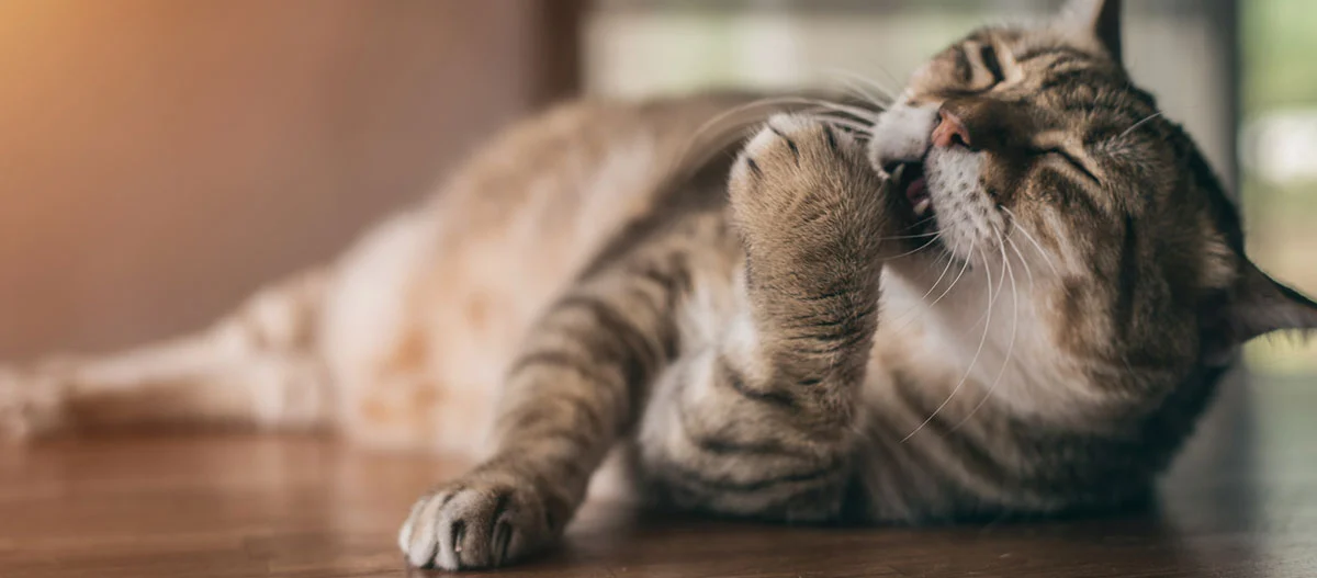 Eine Katze putzt ihre Pfoten