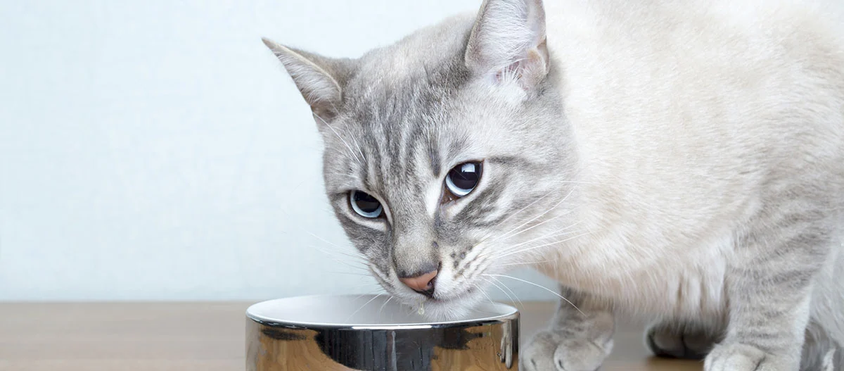 Eine Katze sitzt vor ihrem Futternapf.