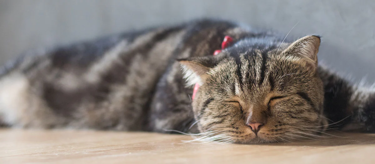 Eine getigerte Katze mit rotem Halsband schläft auf dem Boden liegend