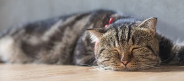 Eine getigerte Katze mit rotem Halsband schläft auf dem Boden liegend
