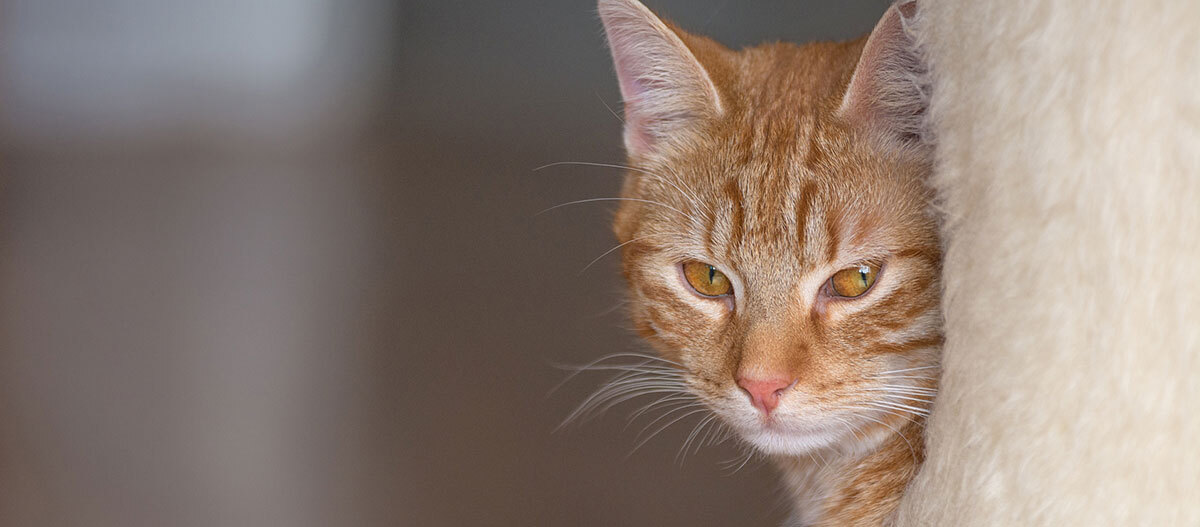 Ratgeber Katze Gesundheit Nahaufnahme einer Katze