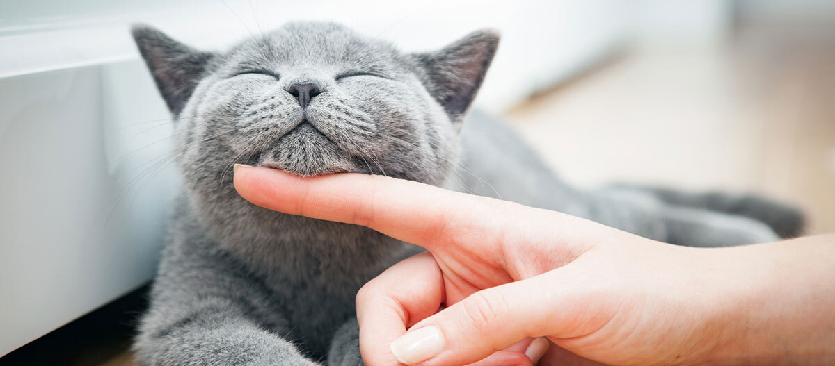 Ratgeber Katze Gesundheit Katzenpflege Streicheln Ratgeber Katze Gesundheit Katzenpflege Streicheln