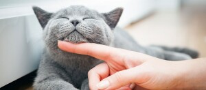 Ratgeber Katze Gesundheit Katzenpflege Streicheln