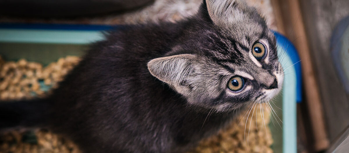 Ratgeber-Katze-Gesundheit_Katzenstreu_KatzePinkelt_1200x527 Eine Katze sitzt im Katzenklo.