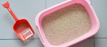 Katzenstreu und Streuschaufel.