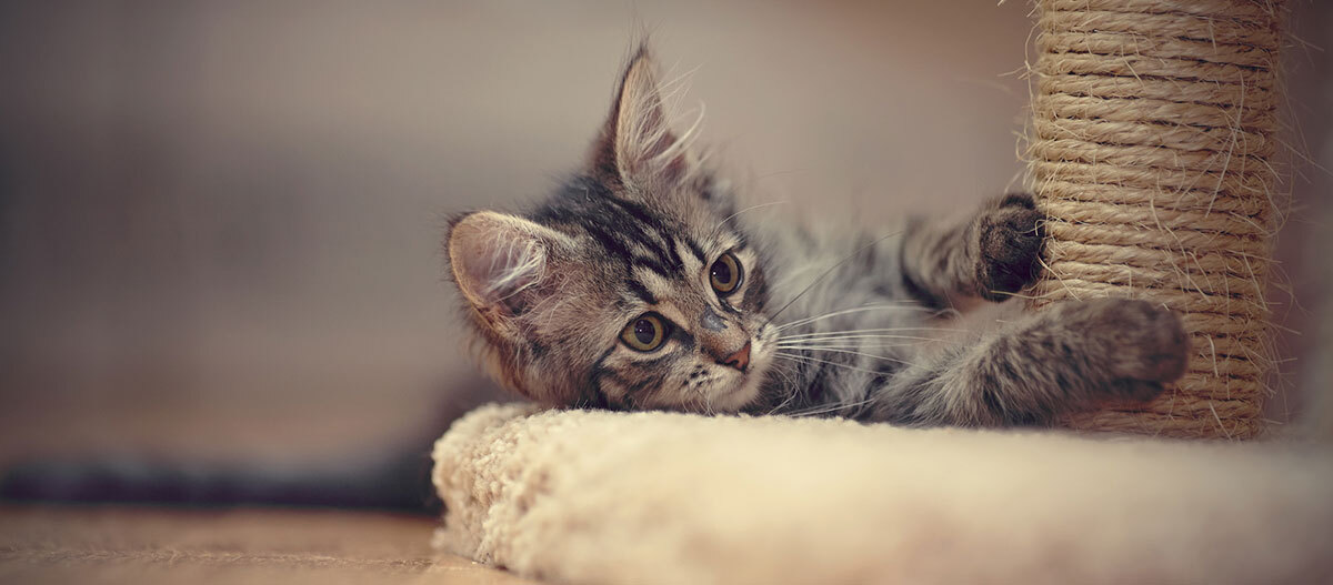 Ratgeber-Katze-Gesundheit_Krallen_1200x527 Ein Kitten spielt am Kratzbaum.