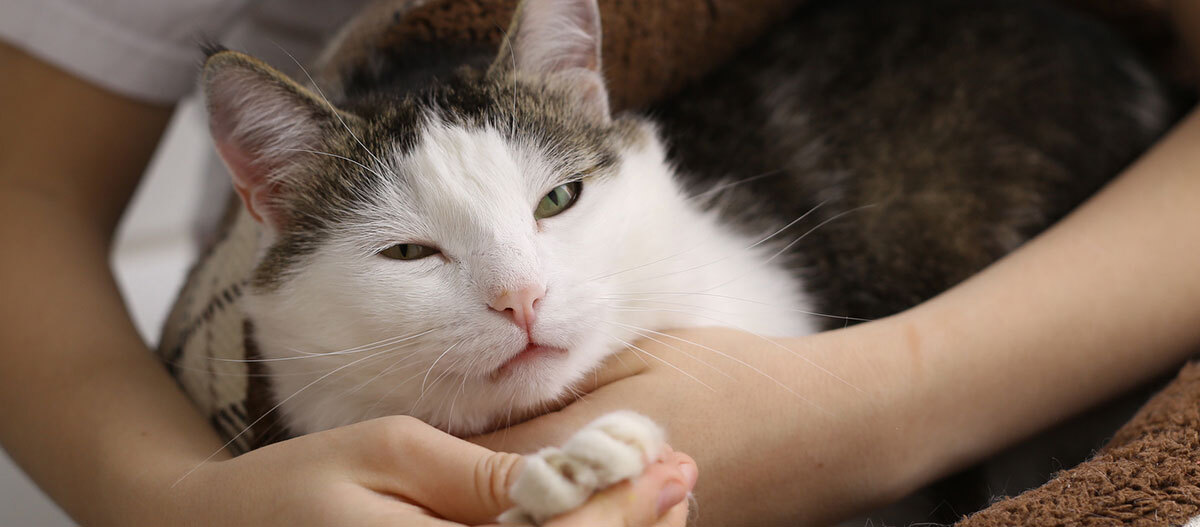 Ratgeber-Katze-Gesundheit_PfoteArthrose_1200x527 Eine Katze liegt auf dem Beinen der Besitzerin.