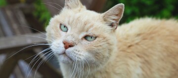 Eine alte Katze schaut in die Kamera