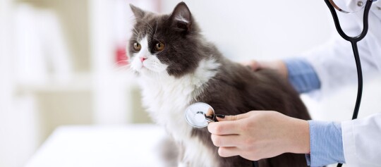 Eine Katze ist beim Tierarzt.