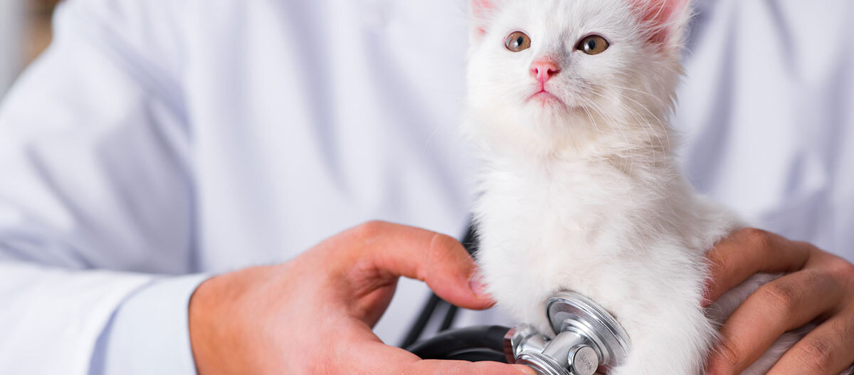 Ratgeber-Katze-Gesundheit_Tierarzt_Zahnfpflege_1200x527 Ein Kitten wird vom Tierarzt untersucht.