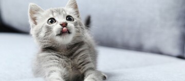 Eine Babykatze schläft in einer Decke eingewickelt