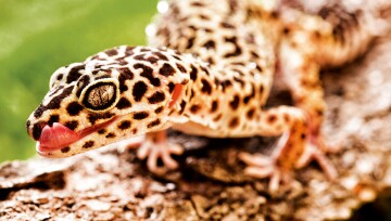 Ein Leopardengecko.
