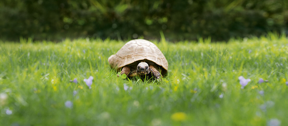 Ratgeber-Terra-Schildkröte-Wiese_1200x527 Eine Sildkröte läuft auf einer Wiese.