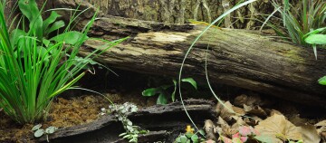 Terrarium mit Holzstamm
